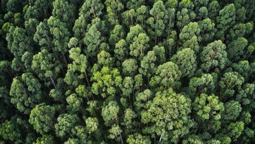 Photogrammétrie par drone pour la forêt